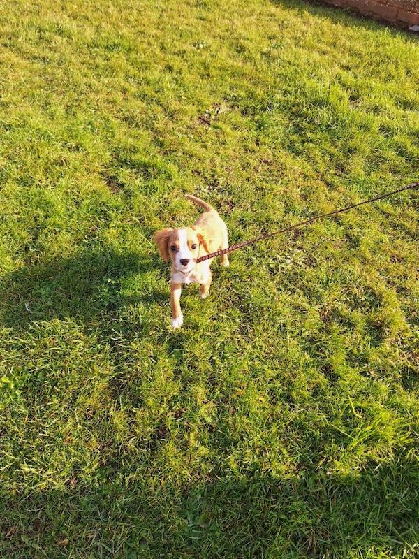 Cocker Spaniel puppies for sale in Lancing, West Sussex – 4 months old - Image 4 of 5