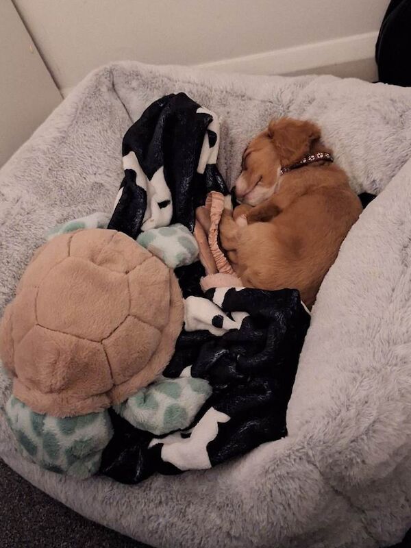 Cocker Spaniel puppies for sale in Lancing, West Sussex – 4 months old - Image 5 of 5