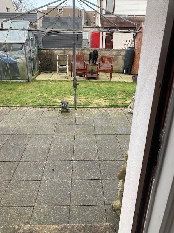 Cocker Spaniel puppies for sale in Montrose, Angus – 4 years old
