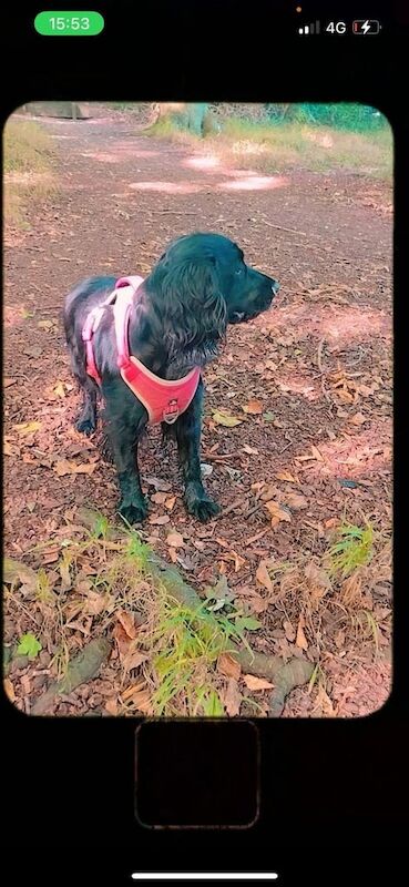 Cocker spaniel - Image 2 of 3