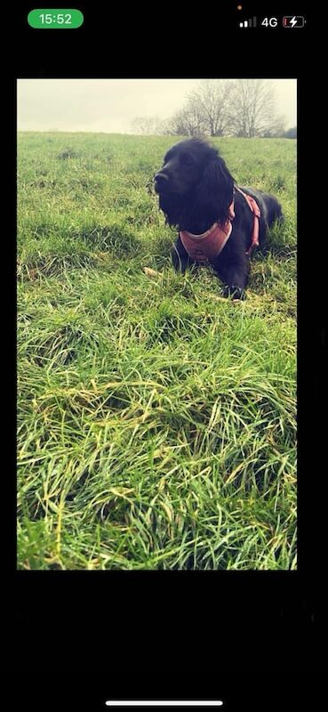 Cocker spaniel - Image 3 of 3