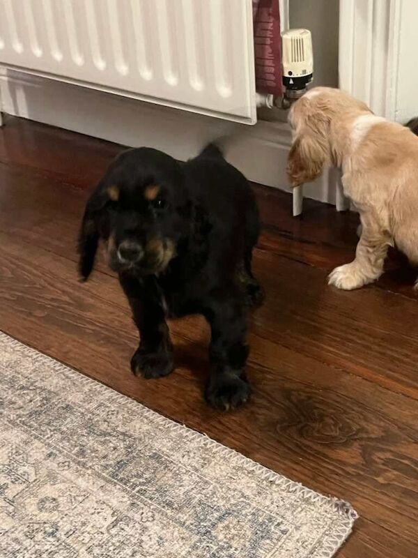 Cocker Spaniel puppies for sale in Omagh, County Tyrone – 10 months old - Image 2 of 3