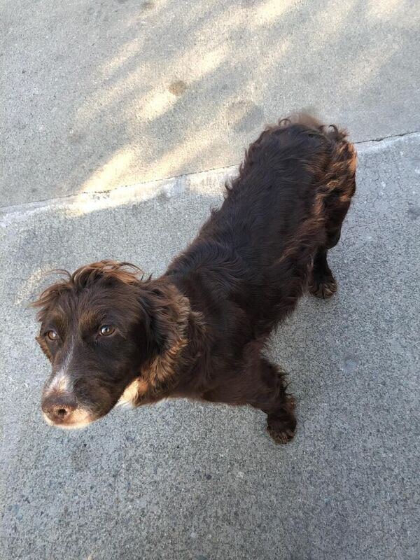 Cocker Spaniel puppies for sale in Omagh, County Tyrone – 10 months old - Image 3 of 3