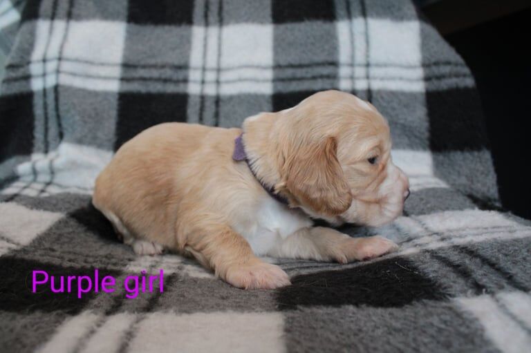 Cocker spaniel for sale in Buckfastleigh, Devon - Image 3