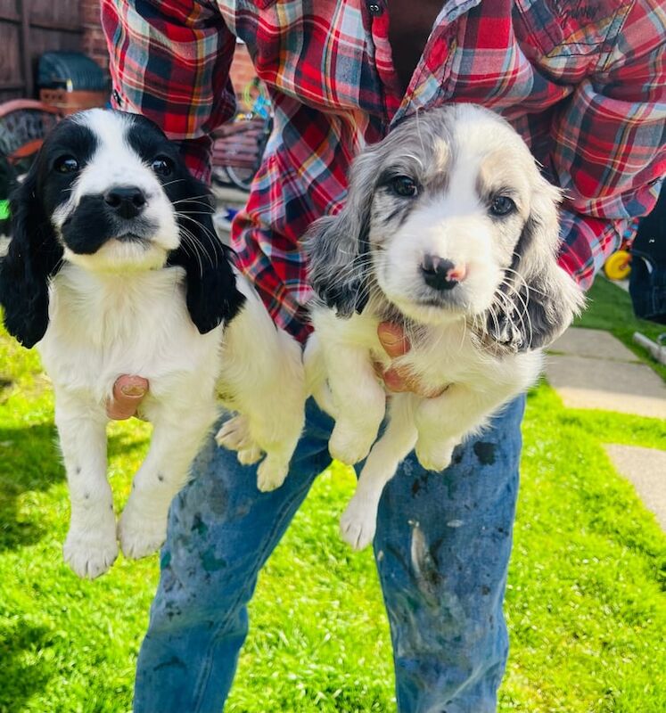 Cocker spaniel for sale in Worksop, Nottinghamshire - Image 2
