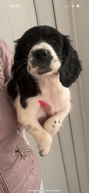 Cocker spaniel for sale in Weston-super-Mare, Somerset | Image 3
