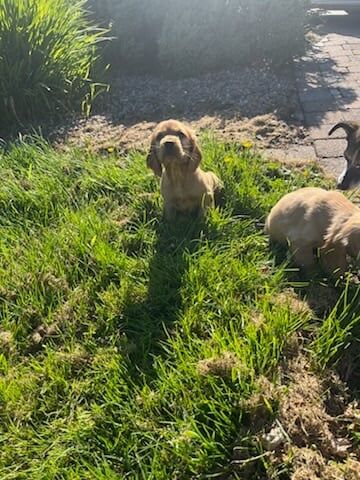 Cocker Spaniel for sale in Omagh, County Tyrone
