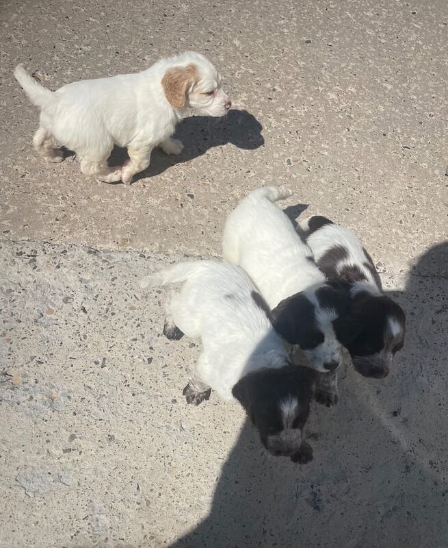 Cocker spaniel for sale in Kirkcaldy, Fife