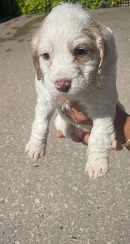 Cocker spaniel for sale in Kirkcaldy, Fife | Image 2