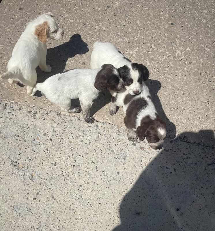 Cocker spaniel for sale in Kirkcaldy, Fife | Image 3