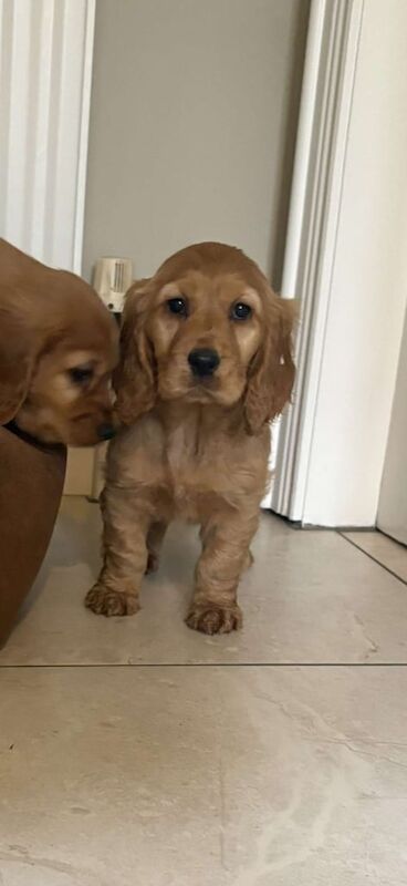 Cocker Spaniel for sale in Sixmilecross, County Tyrone