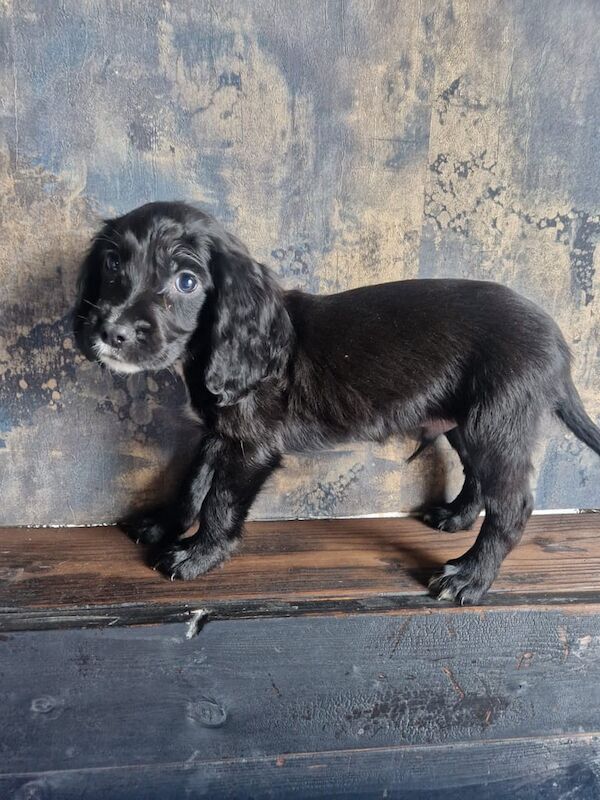 Cocker spaniel for sale in Methil, Fife