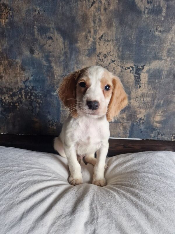 Cocker spaniel for sale in Methil, Fife | Image 2