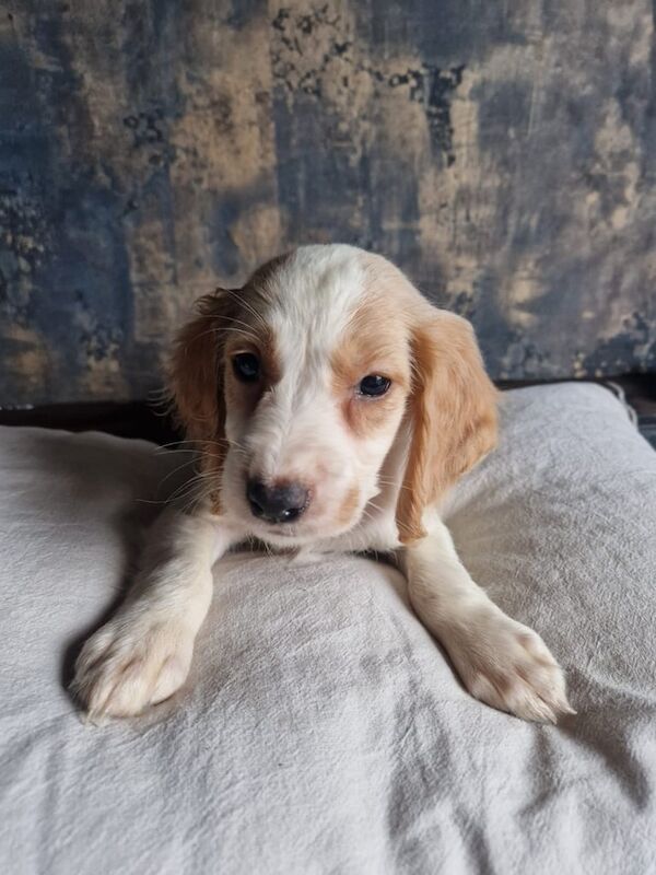 Cocker spaniel for sale in Methil, Fife - Image 3