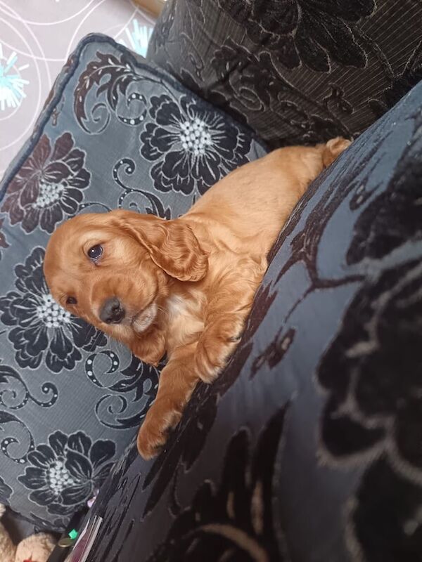 Cocker Spaniel for sale in Omagh, County Tyrone