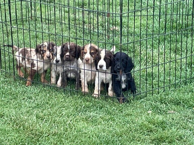 Cocker Spaniel puppies for sale in Ramsey, Cambridgeshire – 8 weeks old