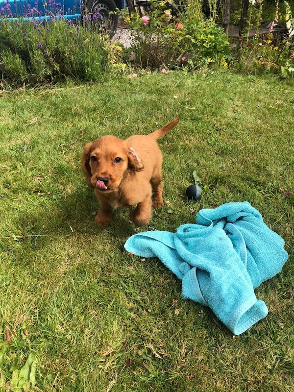 Cocker Spaniel puppies for sale in Stoke-on-Trent, Staffordshire – 11 weeks old