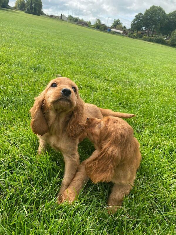 Cocker Spaniel puppies for sale in Omagh, County Tyrone – 8 weeks old
