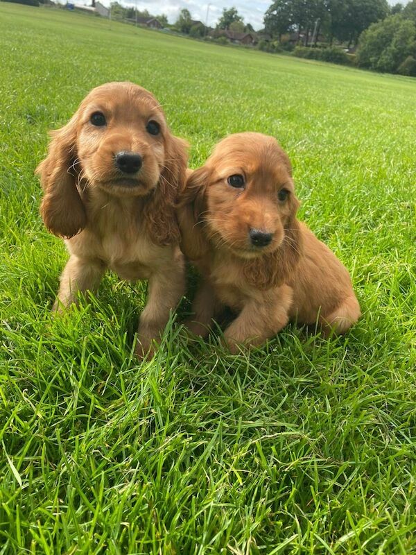 Cocker Spaniel puppies for sale in Omagh, County Tyrone – 8 weeks old - Image 2 of 3
