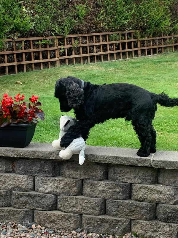 Cocker Spaniel puppies for sale in Portadown, County Armagh – 6 years old