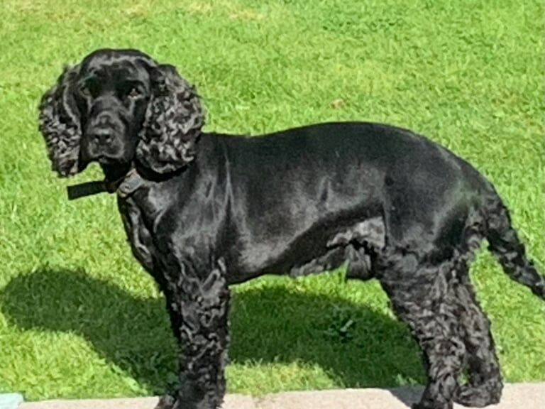 Cocker Spaniel puppies for sale in Portadown, County Armagh – 6 years old - Image 2 of 3