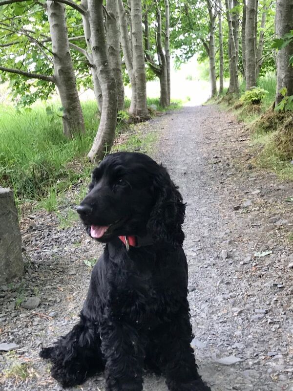 Cocker Spaniel puppies for sale in Portadown, County Armagh – 6 years old - Image 3 of 3