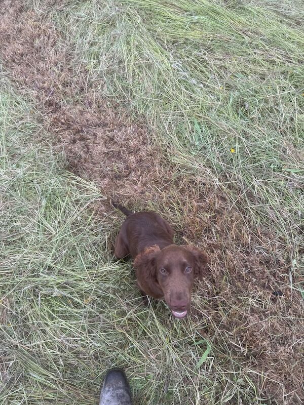 Cocker Spaniel puppies for sale in Ballyclare, County Antrim – 6 months old