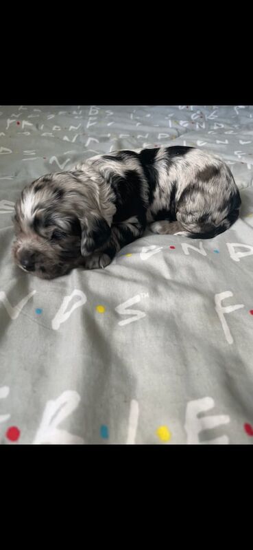 Cocker Spaniel puppies for sale in Chatham, Kent – 2 weeks old