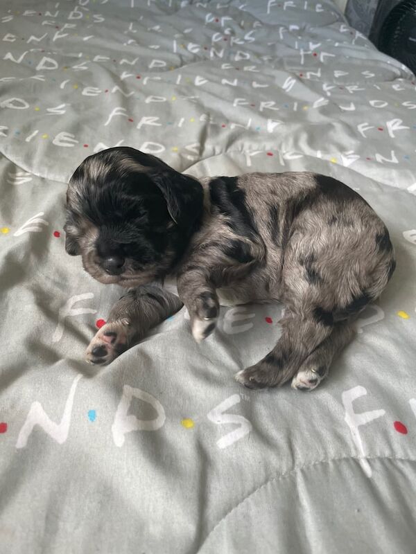 Cocker Spaniel puppies for sale in Chatham, Kent – 2 weeks old - Image 2 of 3