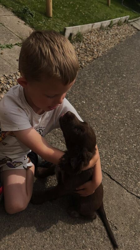 Cocker Spaniel puppies for sale in Washington, Tyne and Wear – 4 months old