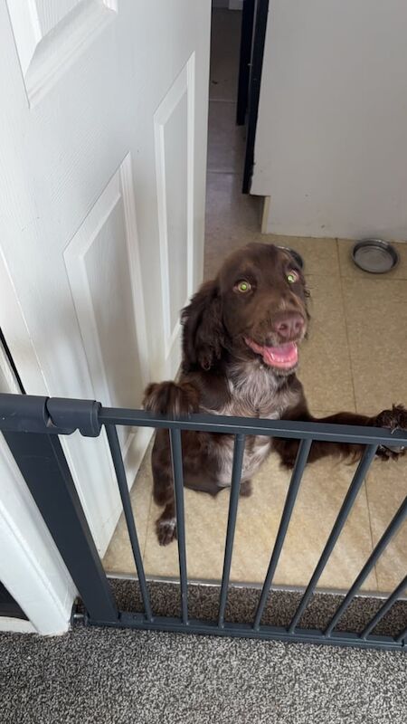 Cocker Spaniel puppies for sale in Washington, Tyne and Wear – 5 months old - Image 2 of 3