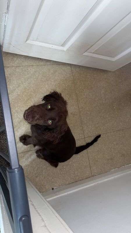 Cocker Spaniel puppies for sale in Washington, Tyne and Wear – 5 months old - Image 3 of 3