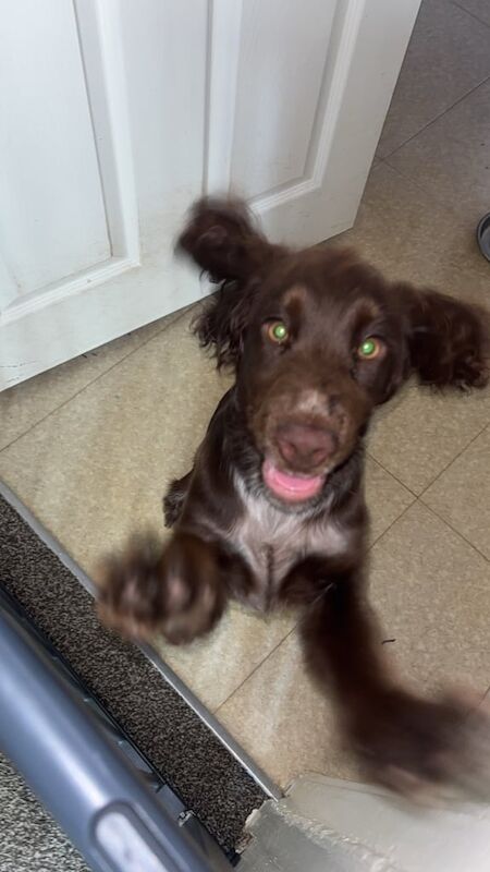 Cocker Spaniel puppies for sale in Washington, Tyne and Wear – 4 months old