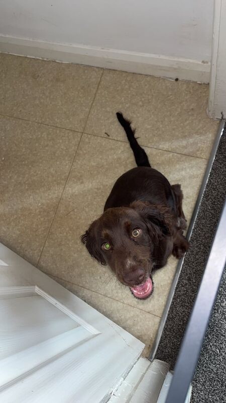 Cocker Spaniel puppies for sale in Washington, Tyne and Wear – 5 months old - Image 3 of 3