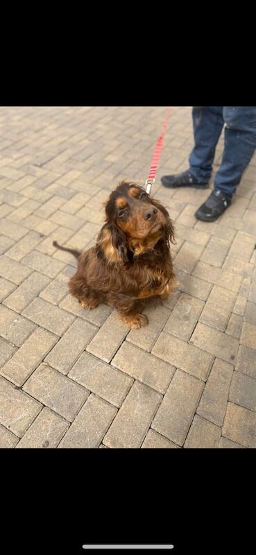 Cocker Spaniel puppies for sale in Kelty, Fife – 4 years old