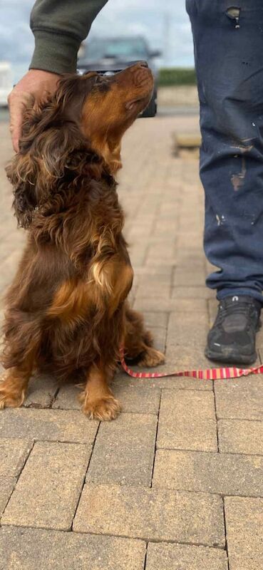 Cocker Spaniel puppies for sale in Kelty, Fife – 4 years old - Image 3 of 3