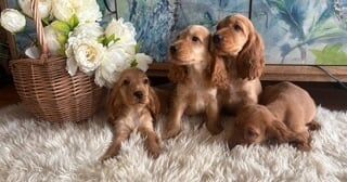 Cocker Spaniel puppies for sale in Londonderry, County Londonderry – 8 weeks old
