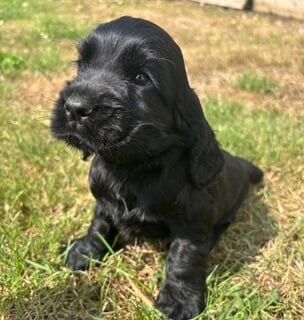 Cocker Spaniel puppies for sale in Londonderry, County Londonderry – 8 weeks old - Image 2 of 3