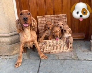 Cocker Spaniel puppies for sale in Londonderry, County Londonderry – 8 weeks old - Image 3 of 3