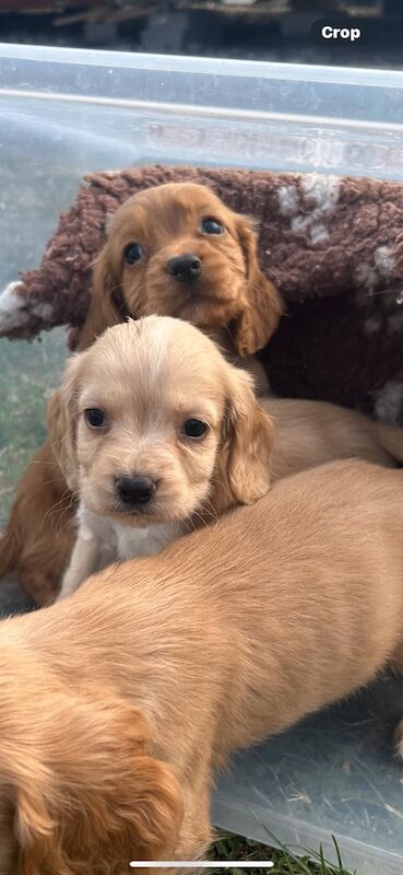 Cocker Spaniel puppies for sale in Bath, Somerset – 8 weeks old