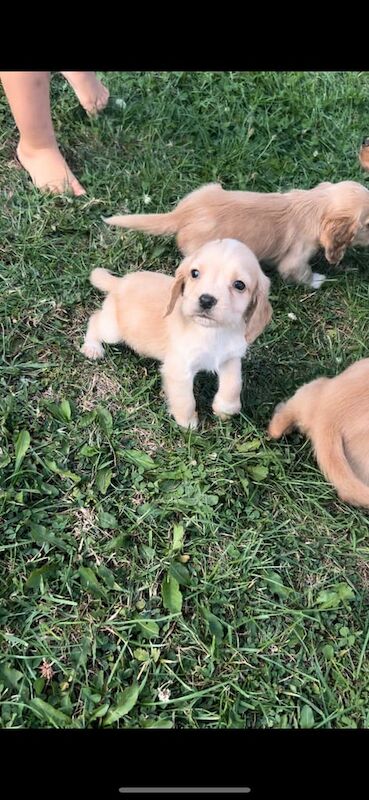 Cocker Spaniel puppies for sale in Bath, Somerset – 8 weeks old - Image 2 of 3
