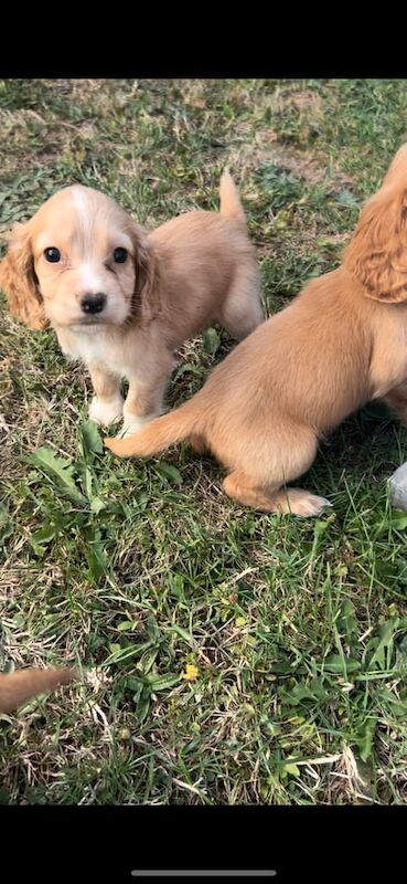 Cocker Spaniel puppies for sale in Bath, Somerset – 8 weeks old - Image 3 of 3