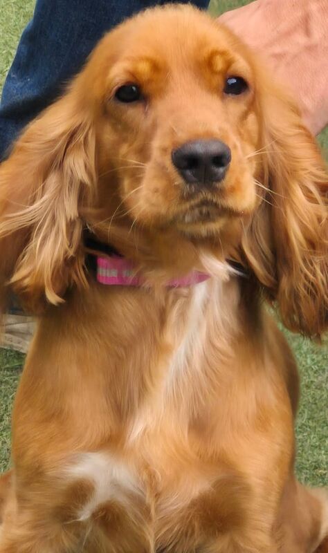 Cocker Spaniel puppies for sale in Coalisland, County Tyrone – 9 months old - Image 2 of 3