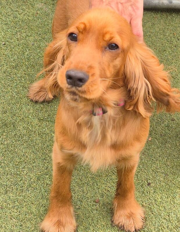 Cocker Spaniel puppies for sale in Coalisland, County Tyrone – 9 months old - Image 3 of 3