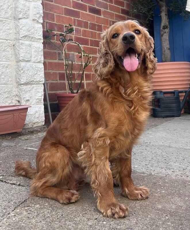 Cocker Spaniel puppies for sale in Belper, Derbyshire – 1 year old