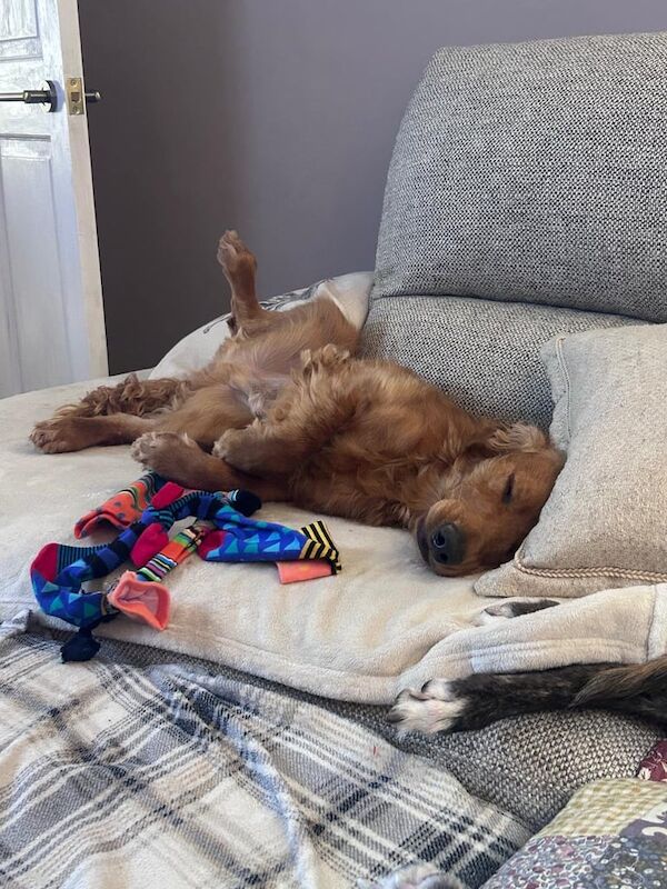 Cocker Spaniel puppies for sale in Belper, Derbyshire – 1 year old - Image 3 of 3