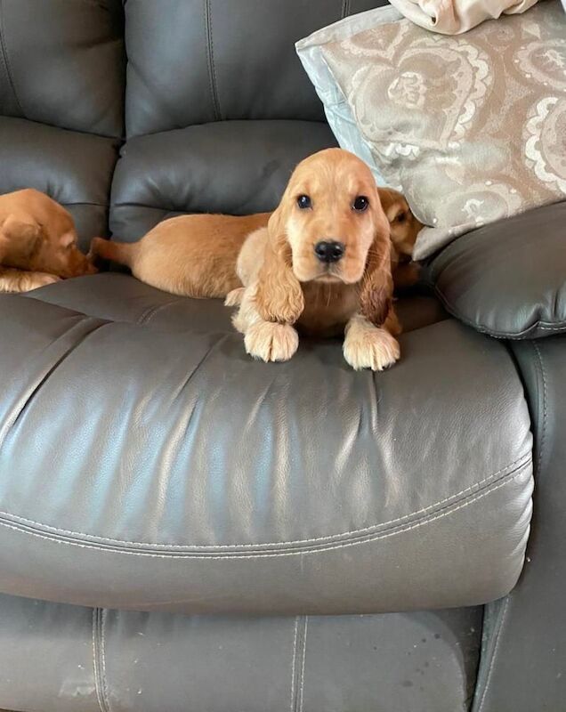 Cocker Spaniel puppies for sale in Antrim, County Antrim – 8 weeks old