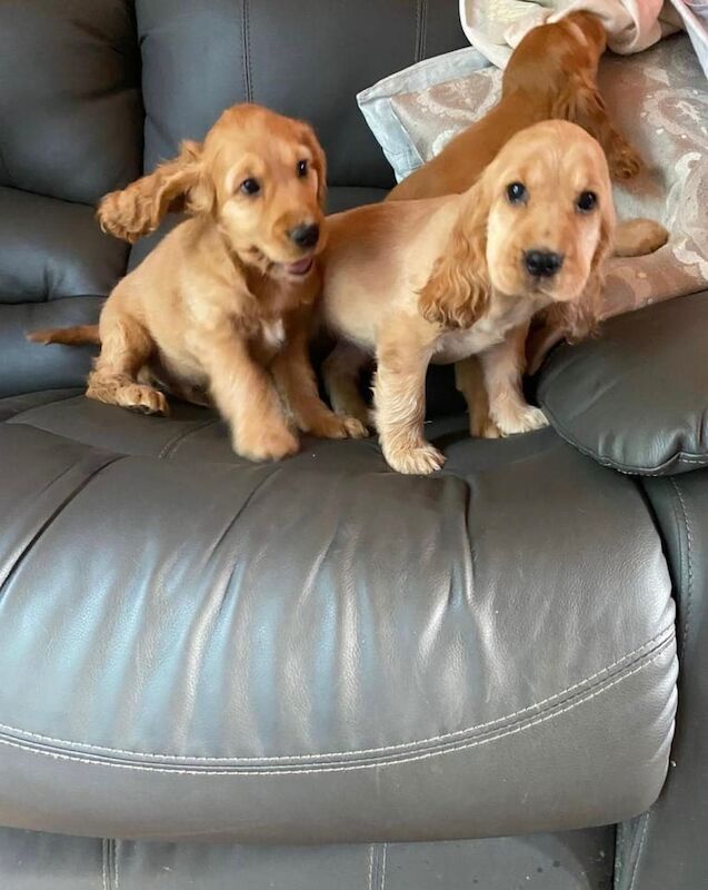 Cocker Spaniel puppies for sale in Antrim, County Antrim – 8 weeks old - Image 2 of 3
