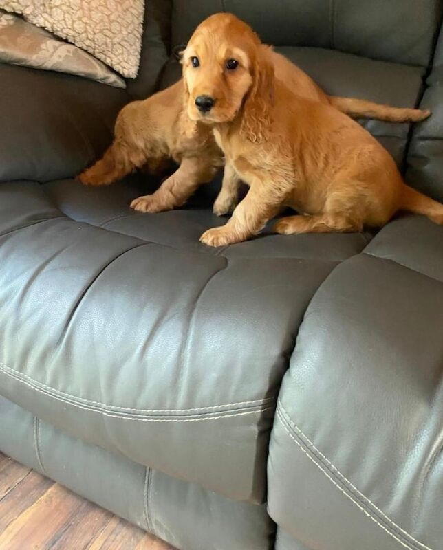 Cocker Spaniel puppies for sale in Antrim, County Antrim – 8 weeks old - Image 3 of 3