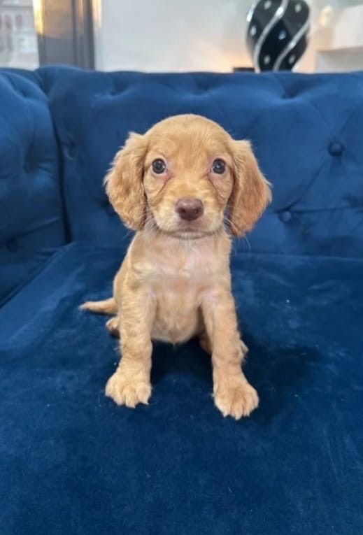Cocker Spaniel puppies for sale in Randalstown, County Antrim – 10 weeks old - Image 2 of 3